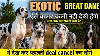 Great Dane Puppy for Sale in India 🐶 | Best Price, Shipping Available | Call Now! 📲 +91 9373137719