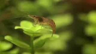 Macro Amano Shrimp Red Cherry Eating Algae | Udang Amano