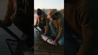 Ep. 297: Rainy Season Fishing - Catching Fish After Heavy | #WildRiverPOV #NatureShorts #AnimalWorld