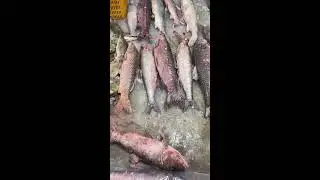 &bull; Lure Fishing for Sea Bass in the Bay | 湾内でのスズキ（シーバス）ルアーフィッシング | 2026-01-07 17:20:07