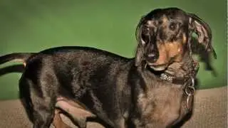 Wonderful Wiener Dog Toby auditions for Talent Hounds