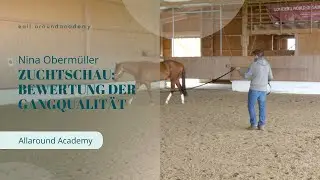 Zuchtschau Teil 4: Bewertung der Gangqualität