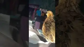 Female Bobwhite Covey Call