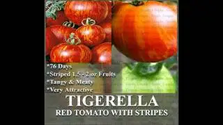 TIGERELLA Tomato Seeds ~ TIGER STRIPES - Tangy & Meaty - VERY ATTRACTIVE,  SEEDS on  www.MySeeds.Co