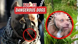 Beware! Top 15 Most Dangerous Dog Breeds in the World | Top 15 Facts