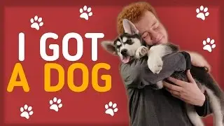 I GOT A NEW SIBERIAN HUSKY PUPPY! | VLOG