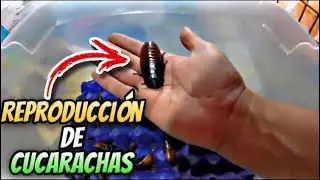 Como Reproducir Cucarachas (Alimento para Reptiles)