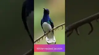 Meet the White-Necked Jacobin bird: A Rare Avian Marvel #shorts #naturelovers#birds