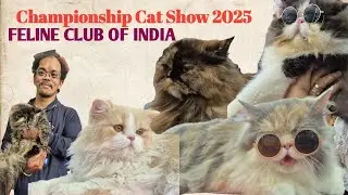 Championship Cat Show 2025 🔥 | FELINE CLUB OF INDIA | 300+ Breed's | Bengaluru | 2025 #cat