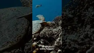 The 7 Sea Turtle Species #life #facts #turtlewatching #ocean #seaturtles #oceanlife