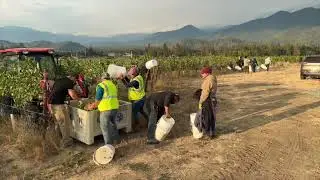 Harvest 2023 at Troon Vineyard 9/25 grenache blanc, tannat, grenache