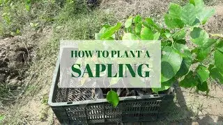 How to plant a sapling