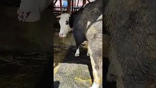 Sapi belgian blue cros X GATOT KOCO.BBIB SGS