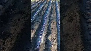 🥔 Sadzenie ziemniak&oacute;w z długimi pędami bez Hillingu 🌱 Ziemniak odmiany Alvara #Shorts