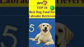 Top10 Best Dog Foods for Labrador Retrievers✅Diamond Naturals Extreme Athlete Formula Dry Dog Food