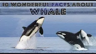 10 WONDERFUL FACTS ABOUT WHALE #trending #viralvideo #india #whale #ocean