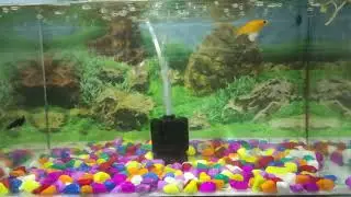 Aquarium Setup || Fish Tank || Molly Fishes || With Sponge Filter || Fish Breeding 