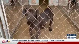 Texas law requires adequate shelter for dogs during severe weather