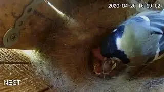 Big Green Caterpillar | Highlights of the Nest Stream 2020