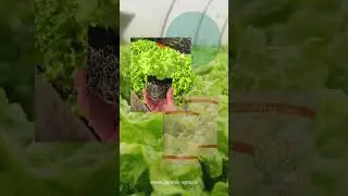 Bionatural  Vita, cu Tricoderma, protejează solul &icirc;n mod natural