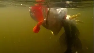 Pike & perch fishing with lures. Underwater action camera. Рыбалка: щука и окунь на воблер.