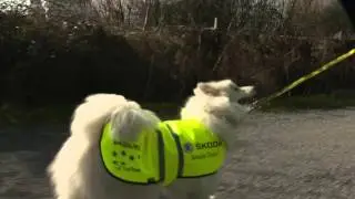 Summer fun with your dog