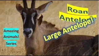 Roan Antelope facts 🦌I One of the largest Antelopes 🤩