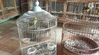 Tiếng chim huýt cô mái sì đấu kích chim bổi nhanh hót.