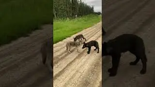 Northern Gray Wolf pups.