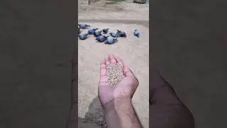 Pigeon sound #darwin #trending #ytshorts #satisfying