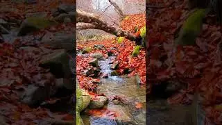 As the maple leaves fall, we are reminded to savor the beauty of change, for it too is fleeting.
