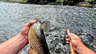 Grubs, Spinners and Minnows for Chub and Perch !!!