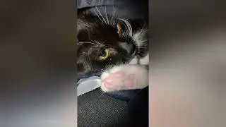 My cat Bella's night activities 🐈#catvideos #catlover #catactivities #catsleeping #mypetcat #cutecat