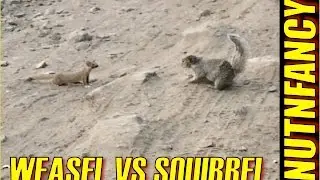 Weasel vs Ground Squirrel: Nature's Combat