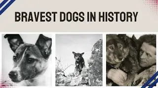 7 Dogs Who Became Legends | Emotional True Stories 💔🐶