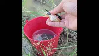 Beautiful Real Catch Fish Collection | American Carp, Guppy, Goldfish & Koi Pond Life