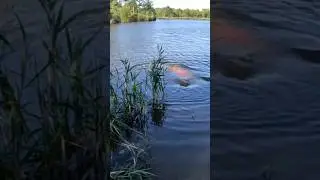 🏊&zwj;♂️ NADO no WAPITI POND: Amigo YLAI no Desconhecido no ELK NECK STATE PARK #WapitiPond #ElkNeck