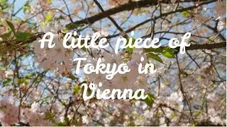 Cherry Blossoms at Setagaya Park (Vienna, Austria)