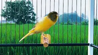 Impossible If Your Canary Does Not immediately Sing! Belgian Canary Singing