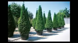 Compresse di giardinaggio : il tasso  e l&rsquo;arte topiaria #Giardino #sempreverde #giardino  #Potatura 