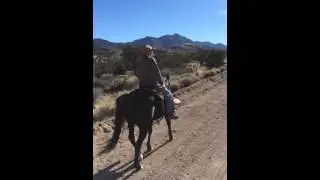 Riding a 1/4 Horse