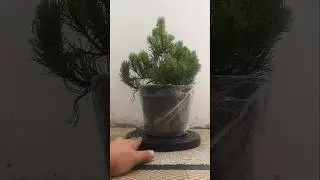 Which Pine Becomes Bonsai? #bonsai #pine #mugo #help