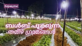 Rayakottai Glowing Samanthi Poo Farm at Night |Farming | Rayakottai Flower Market | plant nursery 