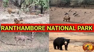 Ranthambore National Park safari | Ranthambore National Park canter safari complete guide
