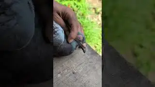 Pigeon Eye Infection Treatment: Applying Eye Drops #shortvideo #birds #lifeisbutadream