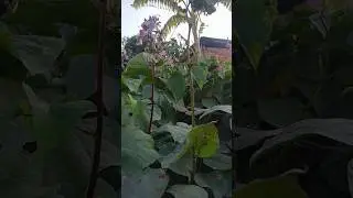 Sim tree|| veg garden||#islam #viralvideo #islamicvideo #viral #cooking#food#love#fyp#fun  #nature