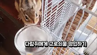 다람쥐에게 고로쇠물 영업하기