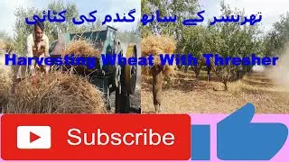 Harvesting Wheat With Thresher in guava garden| Harvesting wheat old fashioned way| Mithaastv