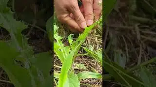Petani cerdas panen tanaman herbal langka di alam #shorts