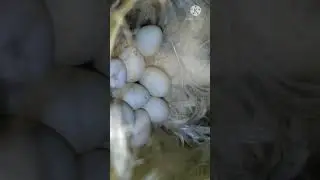 silverbill bird alive